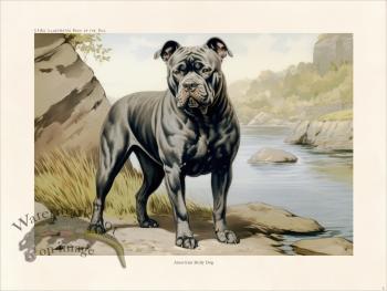 CFA Dog American Bully Dog 02